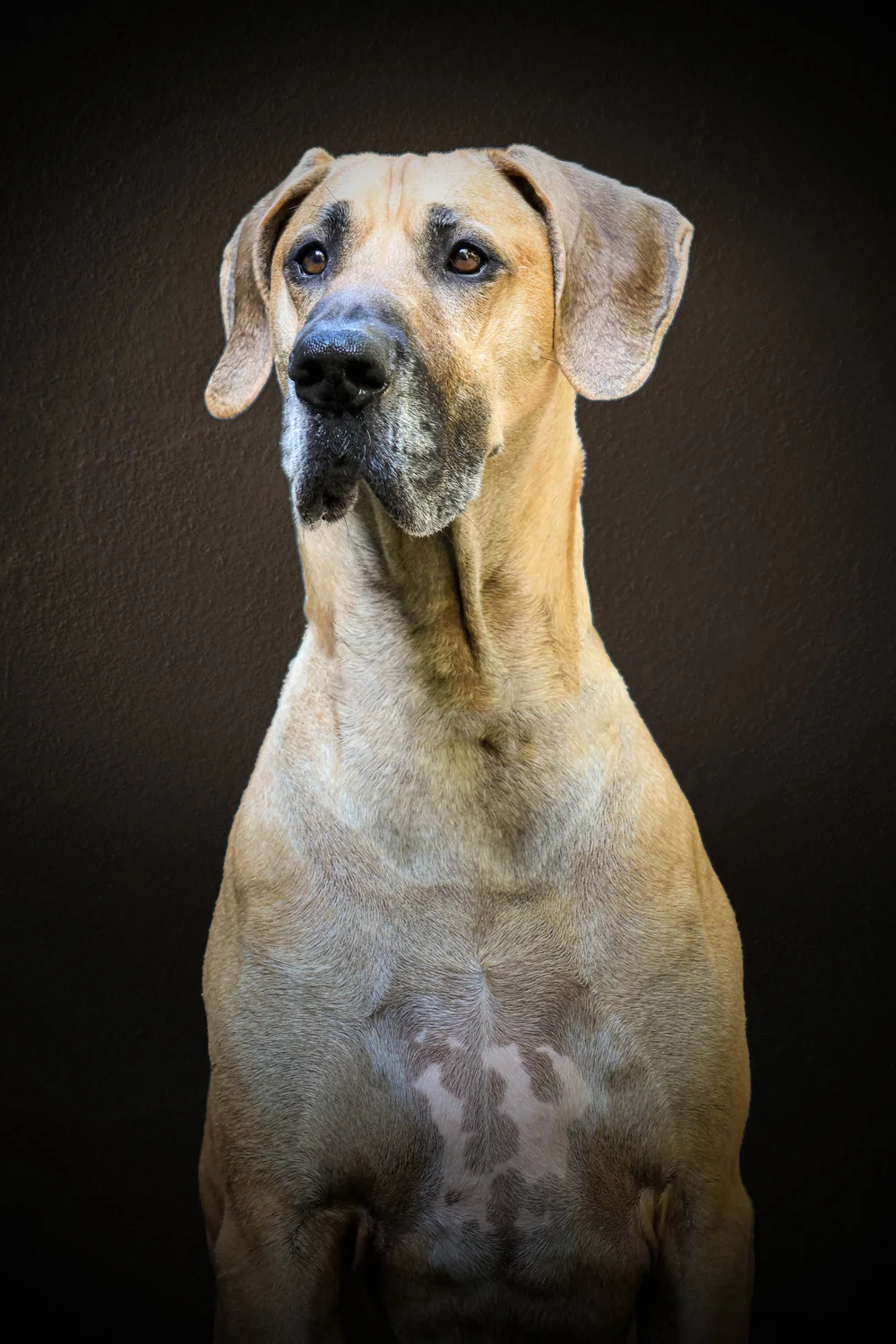 Roman, dog, pet photography